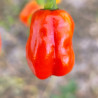 Habanero Ata Big , 10 semillas , Capsicum chinense (682)