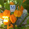 Habanero Big Sun , 10 semillas , Capsicum chinense  (156)