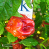 Habanero Capuchino ,Capsicum chinense ,10 semillas (23)