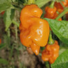 Habanero Carolina Yellow ,10 semillas, Capsicum chinense, (155)