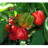 Habanero El Remo , 10 Semillas , Capsicum chinense  (271)