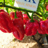 Habanero Hawai Beach,10 semillas,Capsicum chinense  (151)