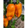 Habanero Isabela Yellow Pheno  , 10 semillas , Capsicum chinense (681)
