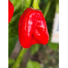 Habanero Maya Red , 10 semillas ,  Capsicum chinense   (601)