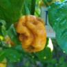 Habanero Mustard,10 semillas,Capsicum chinense, (148)