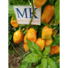 Habanero Orange , 10 semillas  Capsicum chinense (139)