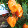 Habanero Orange Big,10 semillas,Capsicum chinense (457)