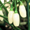 Habanero Peruvian White,10 semillas,seeds,Capsicum chinense (143)
