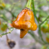 Habanero Pointed Mustard , 10 semillas , Capsicum chinense (675)