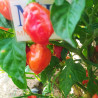 Habanero Red Savina,10 semillas,Capsicum chinense (63)