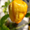 Habanero Santana Peach , 10 semillas , Capsicum chinense (784)