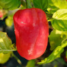 Habanero Sucatuba , 10 semillas ,Capsicum chinense (463)