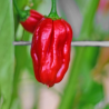 Habanero Uganda Red , 10 semillas , Capsicum chinense (144)
