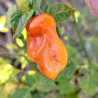 Habanero Yukatan , 10 semillas , Capsicum chinense (74)