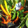 Hangijaio Yellow Space,10 semillas,seeds,Capsicum Annuum (409)