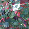 Inka Red Drop , 10 semillas , capsicum baccatum (244)