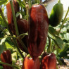Jalapeño Brown , 10 semillas ,Capsicum annuum (511)