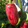 Jalapeño Chichemeca , 10 semillas , capsicum annuum (510)