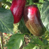 Jalapeño Conchos , 10 semillas , Capsicum annuum  (190)