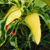 Jalapeño Jaloro , 10 semillas , Capsicum annuum (567)