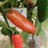 Jalapeño Numex Orange , 10 semillas , Capsicum annuum,(208)