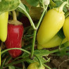 Jalapeño Numex Piñata , 10 semillas , Capsicum annuum (40)