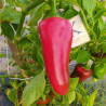 Jalapeño NuMex Primavera , 10 semillas ,Capsicum annuum (352)