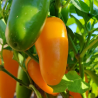 Jalapeño Numex Pumpkin ,  10 semillas , Capsicum annuum (209)