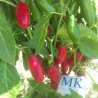 Jalapeño Numex Vaquero ,  10 semillas , Capsicum annuum (206)