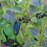 Jalapeño Purple,10 ,semillas, capsicum annuum (16)