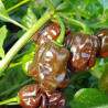Jamaican Hot Chocolate,10 semillas,seeds,Capsicum chinense (181)