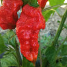 Jay's Ghost Scorpion Red , 10 semillas , capsicum chinense (248)
