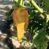 Khaki Bhut Jolokia Orange , 10 semillas , capsicum chinense (254)