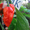 King Naga , 10 semillas , Capsicum chinense  (164)