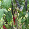 Krishna Jolokia , 10 semillas , Capsicum annuum (203)
