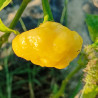 KS Lemon Starrburst , 10 semillas , Capsicum chinense (541)