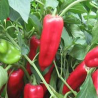 Kurtovska Kapija , 10 semillas , Capsicum annuum (638)