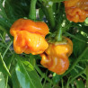 Lucifer's Dream , 10 semillas , Capsicum annuum (572)