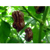 Nagabrain Chocolate , 10 semillas , Capsicum chinense (468)