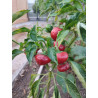 Ñora , 10 semillas , capsicum annuum (668)