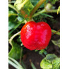 Novosadjanka , 10 semillas , capsicum annuum (619)