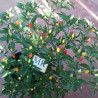 Numex Twilight 10 semillas,capsicum annuum (65)