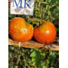 omate Beef Heart Orange , 10 semillas (240)