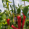 Paprika Chervena Chuska,10 semillas,Capsicum annumm (290)