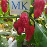 Paprika Füszer Csipös, Hungria, 10 Semillas, Capsicum annuum,(194)