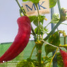 Paprika Kapia,10 semillas,Capsicum annuum (310)
