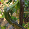 PASILLA BAJIO O CHILACA  ,10 semillas,Organico (11)