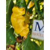 Peter Pepper Yellow,10 semillas,capsicum annuum (79)