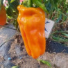 Petit Marseillais , 10 semillas , capsicum annuum (260)