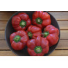 Pimienta Tomate Hungara ,10 semillas, Capsicum annuum (277)
